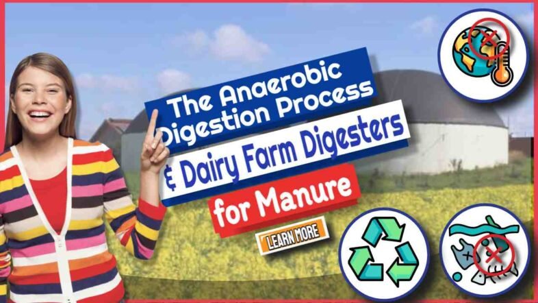 Image with the text: "The Anaerobic Digestion Process and Dairy Farm Digesters."